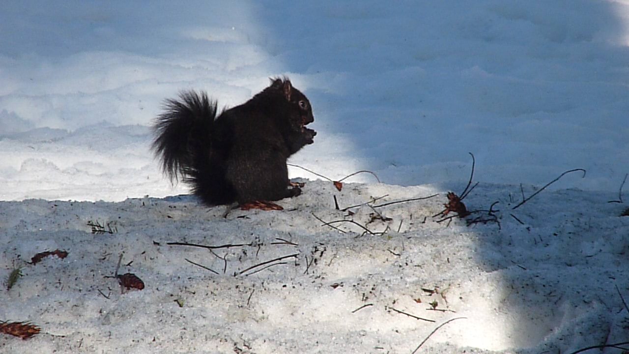 squirrel