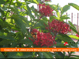 http://www.um-gallery.net/av_clip_nature/insect/06butterfly_dscf0075r.gif