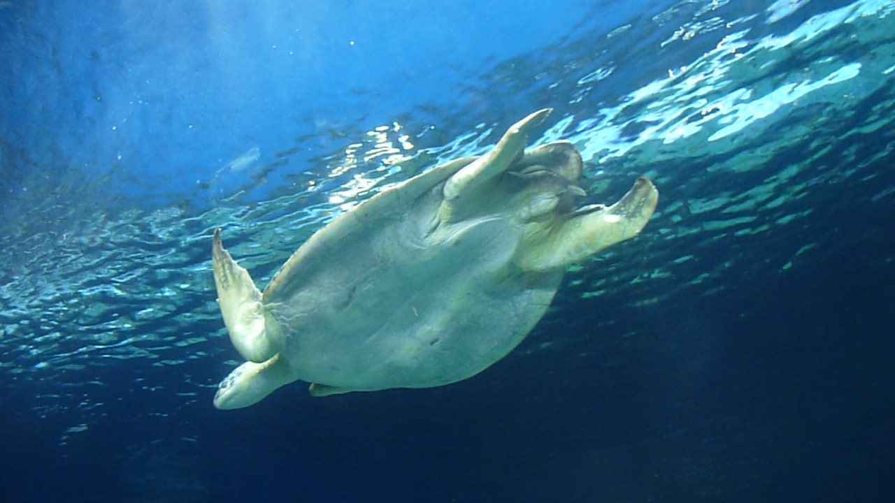 aquarium