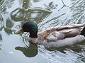 ducks